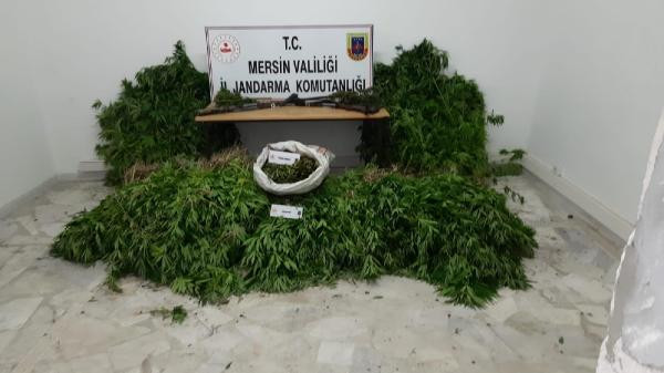 Mersin'de izinsiz kenevir ekimine 5 tutuklama - Resim : 5