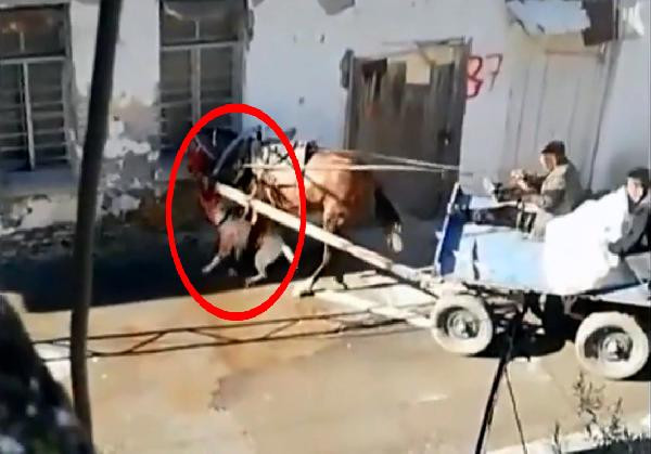 Sahipsiz Pitbull ata dehşeti yaşattı - Resim : 3