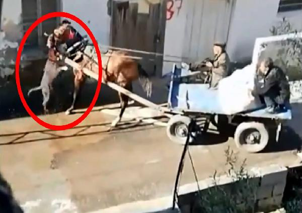 Sahipsiz Pitbull ata dehşeti yaşattı - Resim : 1