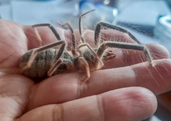 Hakkari’de keşfedildi konulan isim mest etti - Resim : 4