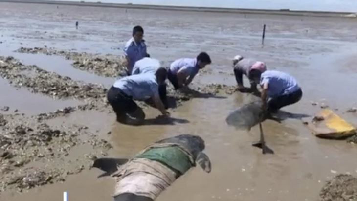Çin’de 12 balina karaya vurdu - Resim : 1