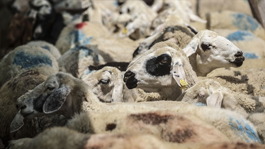 Diyanet'ten kurbanlık alacaklara uyarı - Resim : 2