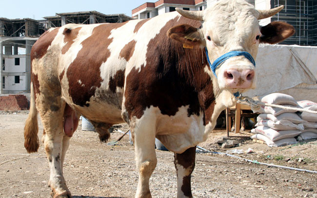 Diyanet'ten kurbanlık alacaklara uyarı - Resim : 3