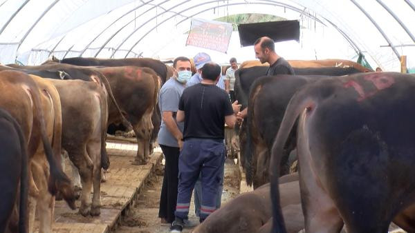 1 tonluk büyükbaş görücüye çıktı. Kurban pazarlarında hareketlilik - Resim : 2