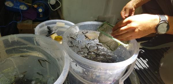 Kazdağları'nda derelere yavru kırmızı benekli alabalıklar bırakıldı - Resim : 6