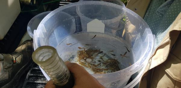 Kazdağları'nda derelere yavru kırmızı benekli alabalıklar bırakıldı - Resim : 8