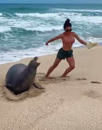 Foka dokundu hayatının hatasını yaptı. Bu fotoğrafın bedeli çok ağır oldu - Resim : 2