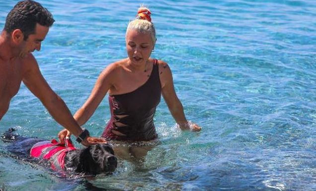 Sokak köpeği hayat kurtaracak - Resim : 1