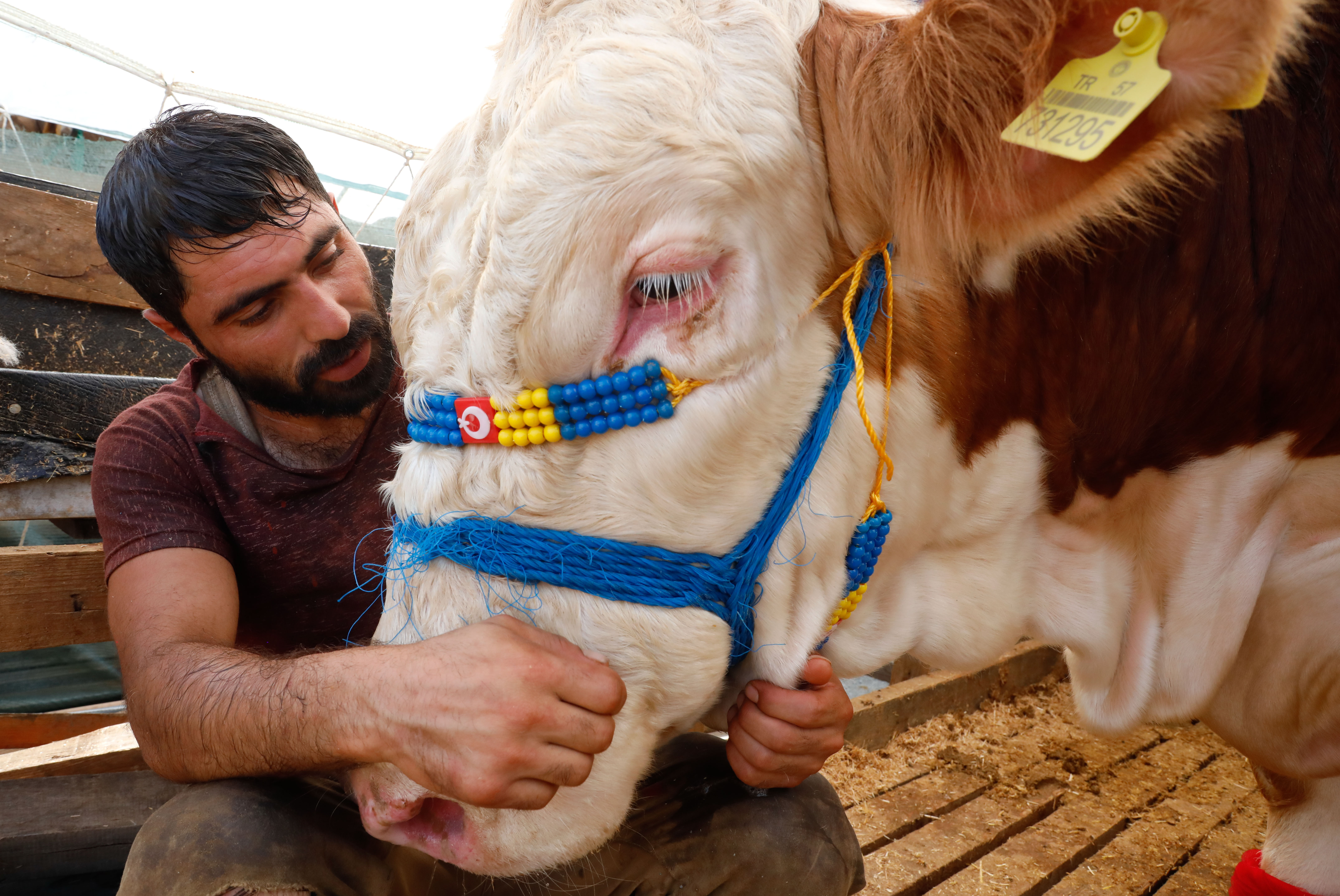 Kesecekler benim Kral'ımı diyerek sattı. Mutluluğunun sebebini böyle anlattı - Resim : 2