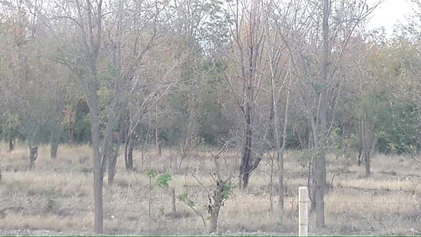 Vatandaş ormana sorgusuz giremiyor - Resim : 3