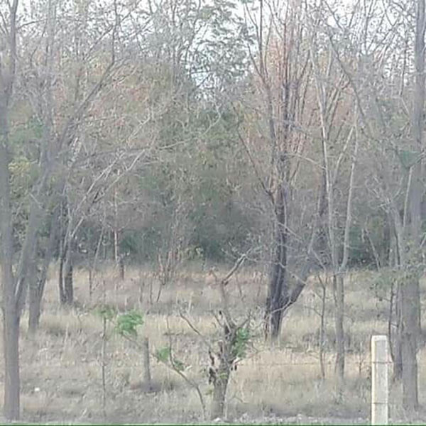 Vatandaş ormana sorgusuz giremiyor - Resim : 4