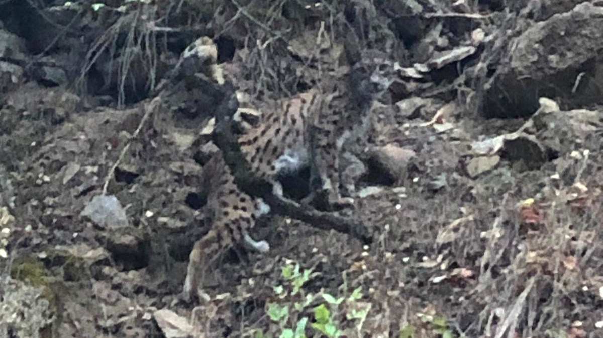 Kırmızı listede yer alıyor. Ormanın hayaleti görüntülendi - Resim : 1
