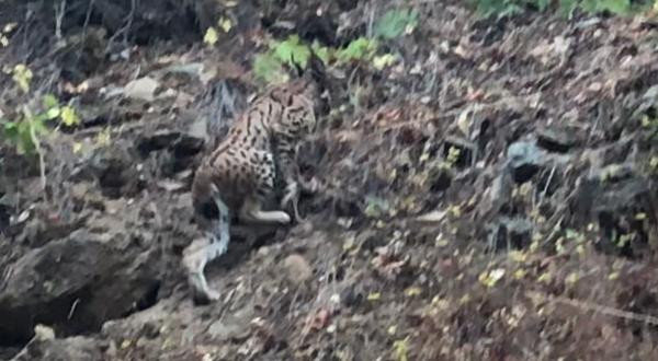 Kırmızı listede yer alıyor. Ormanın hayaleti görüntülendi - Resim : 2