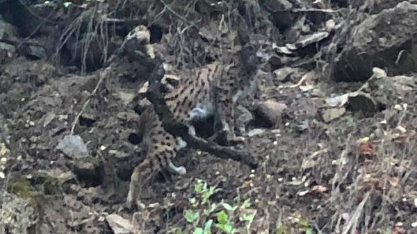 Kırmızı listede yer alıyor. Ormanın hayaleti görüntülendi - Resim : 3