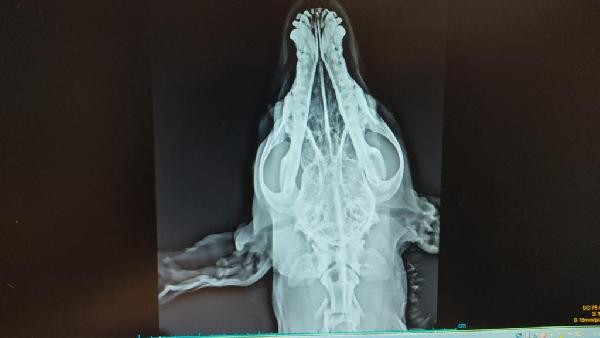 Cani adam zavallı köpeği öldüresiye dövdü - Resim : 7