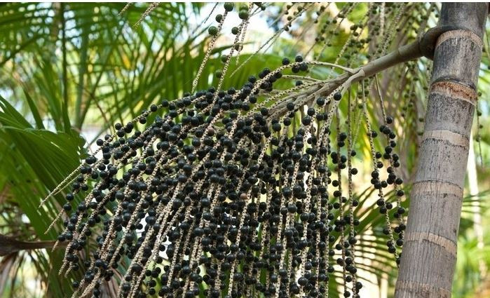 Kanser hücrelerini öldürüyor fazla kiloları mum gibi eriyor - Resim : 2