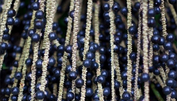 Kanser hücrelerini öldürüyor fazla kiloları mum gibi eriyor - Resim : 4