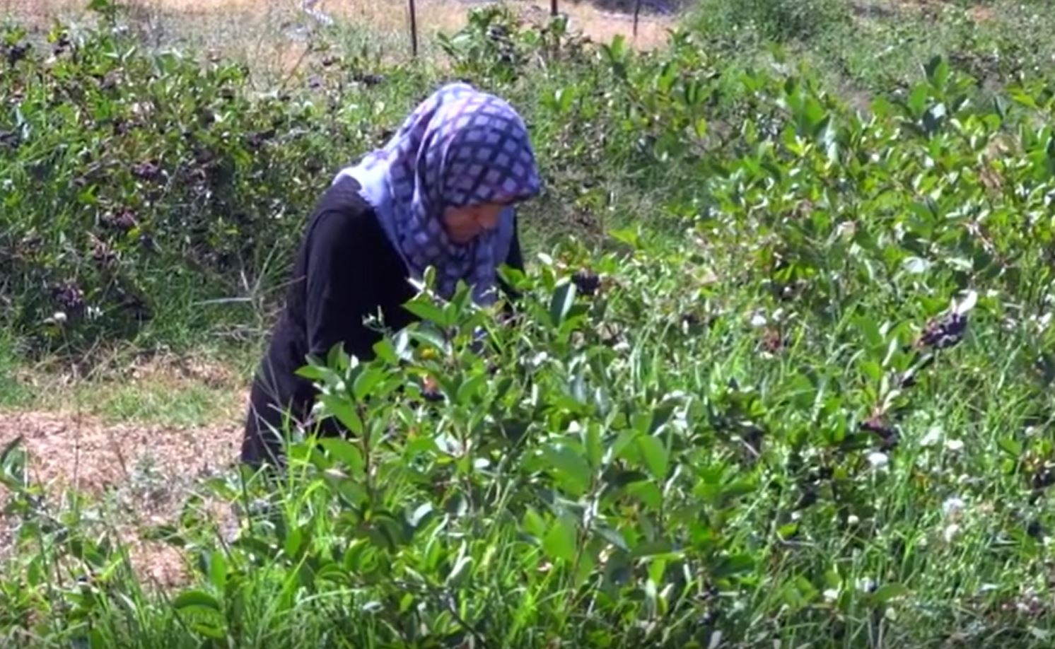 Eşinin sağlığı için yetiştirdi şimdi kilosunu 120 TL'ye satıyor - Resim : 3