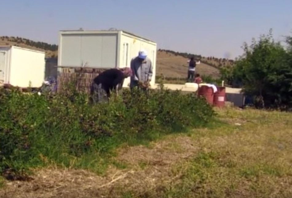 Eşinin sağlığı için yetiştirdi şimdi kilosunu 120 TL'ye satıyor - Resim : 4