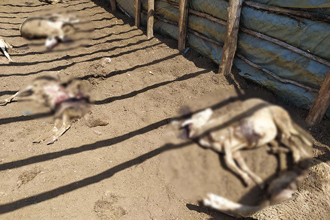 Çatıdan içeri girip koyunları parçaladı - Resim : 5