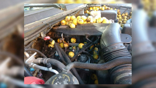 Aracının kaputunu açınca gözlerine inanamadı - Resim : 2