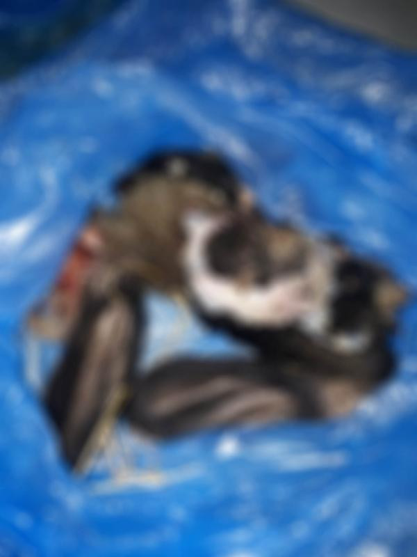 4 yavru köpek vahşice katledildi - Resim : 1