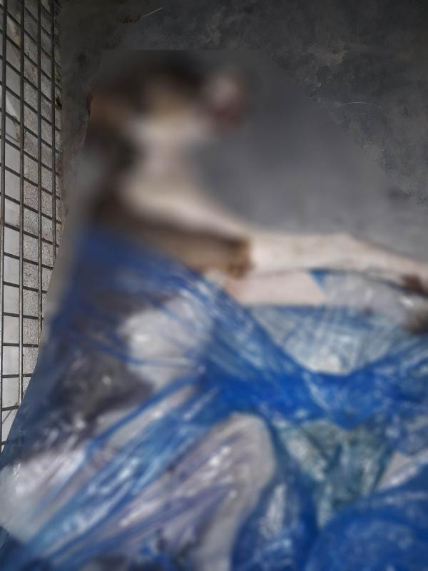4 yavru köpek vahşice katledildi - Resim : 2