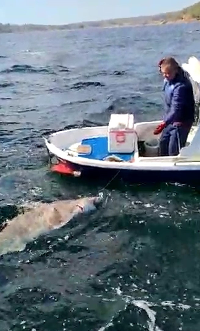 Çanakkale Boğazı'nda 2,5 metre boyunda köpek balığı yakaladı - Resim : 1