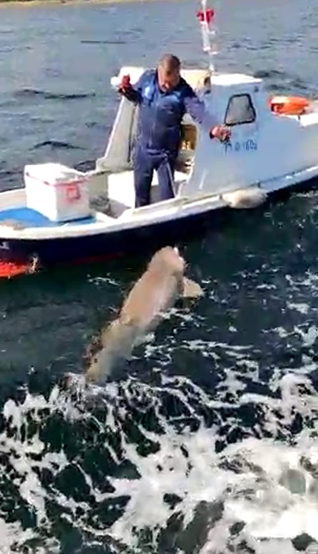 Çanakkale Boğazı'nda 2,5 metre boyunda köpek balığı yakaladı - Resim : 3