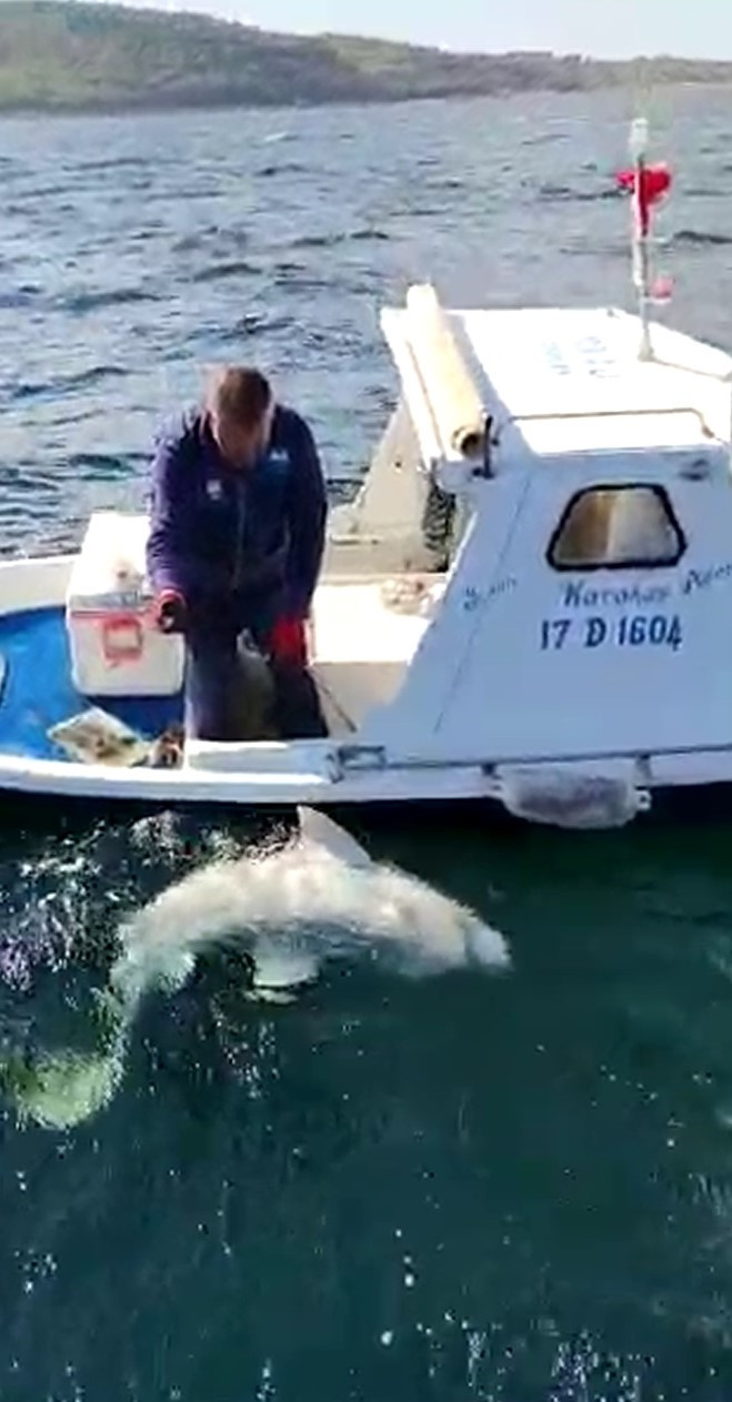Çanakkale Boğazı'nda 2,5 metre boyunda köpek balığı yakaladı - Resim : 4