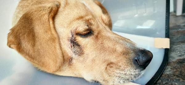 Suratından bıçaklanan köpek kan revan içinde dükkana sığındı - Resim : 4