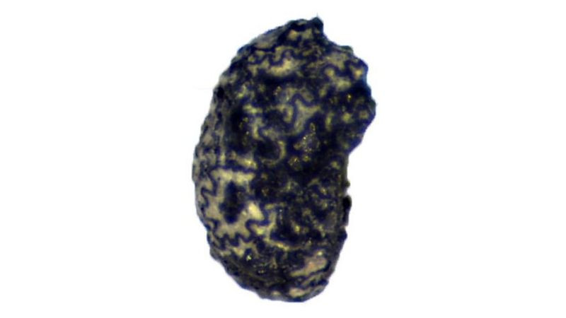 12 bin 300 yıllık tütün kalıntıları bulundu - Resim : 1