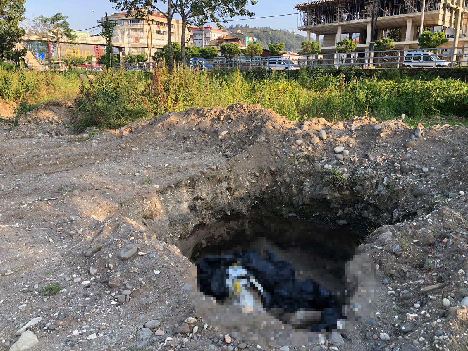 Giresun'da vahşet. Çukurda 10 ölü köpek bulundu - Resim : 6