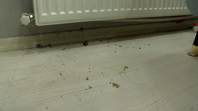 İstanbul’da dev fare kabusu! Gece yarısı evden apar topar kaçtılar - Resim : 3