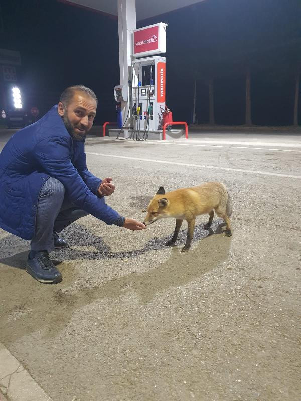 Hakan Çalhanoğlu'nun babası tilkiyi elleriyle beslendi - Resim : 1