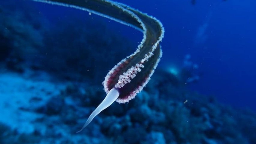 Dünya bu yaratığı konuşuyor. Gözleri, kulakları ve ağzı yok - Resim : 1
