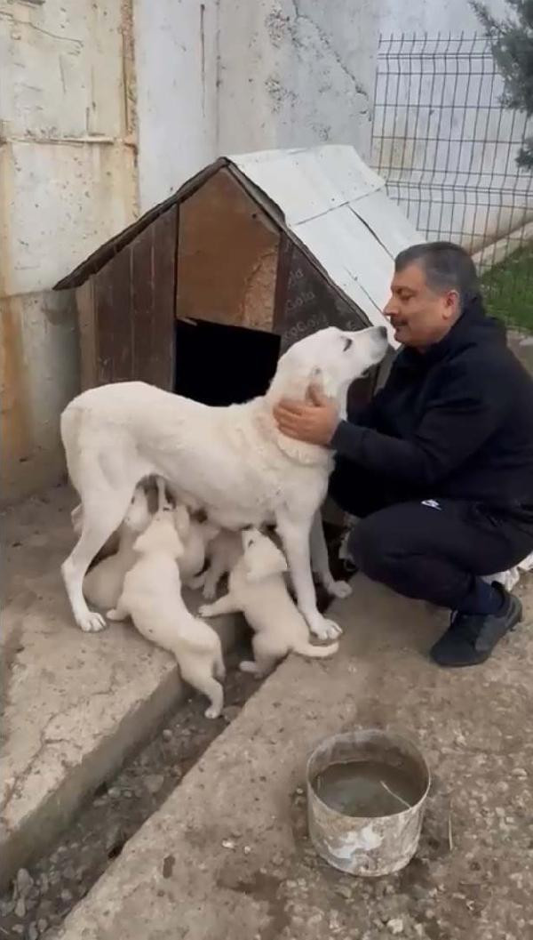 Bakan Koca'nın köpeği anne oldu - Resim : 2