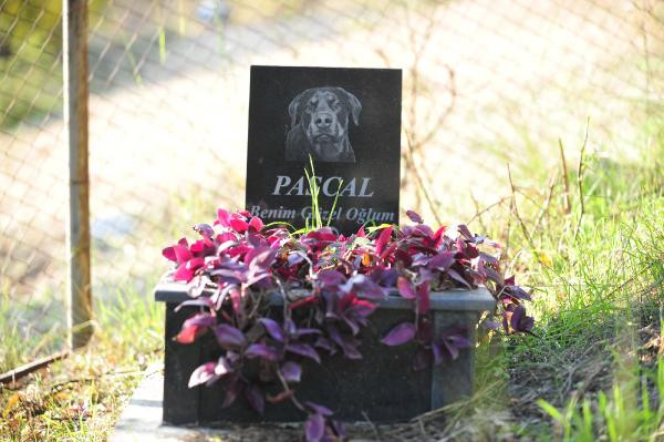 Evcil hayvan mezarlığında duygulandıran yazılar - Resim : 3