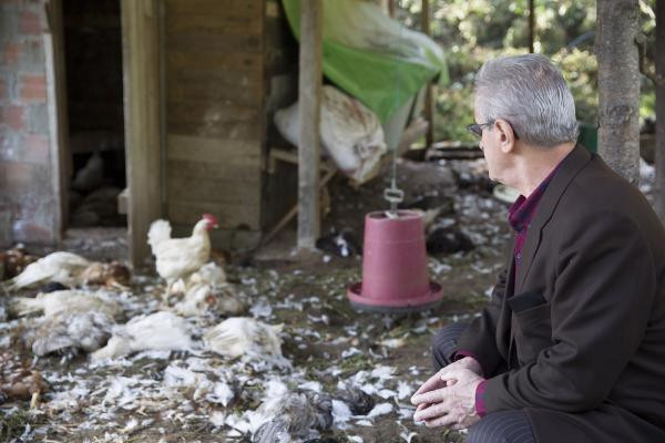 Tavuk kümesinde katliam - Resim : 1