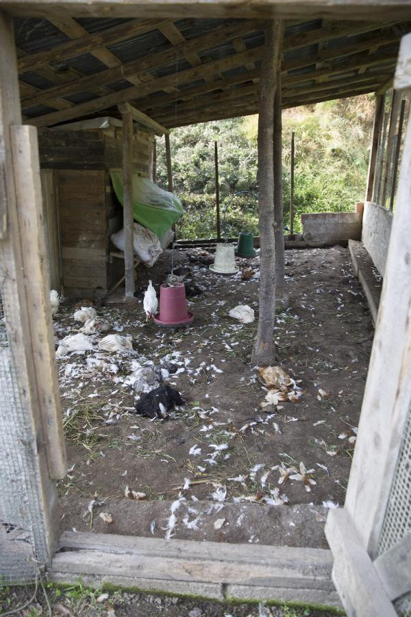 Tavuk kümesinde katliam - Resim : 8