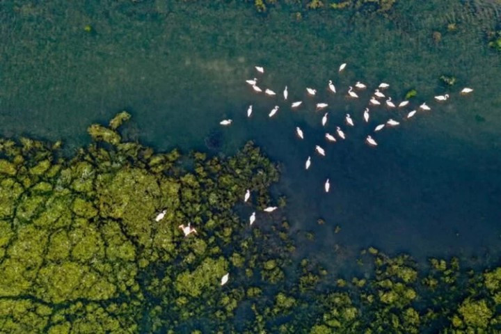 Ege kıyılarını tehdit ediyor mantar gibi yayılıyor - Resim : 1