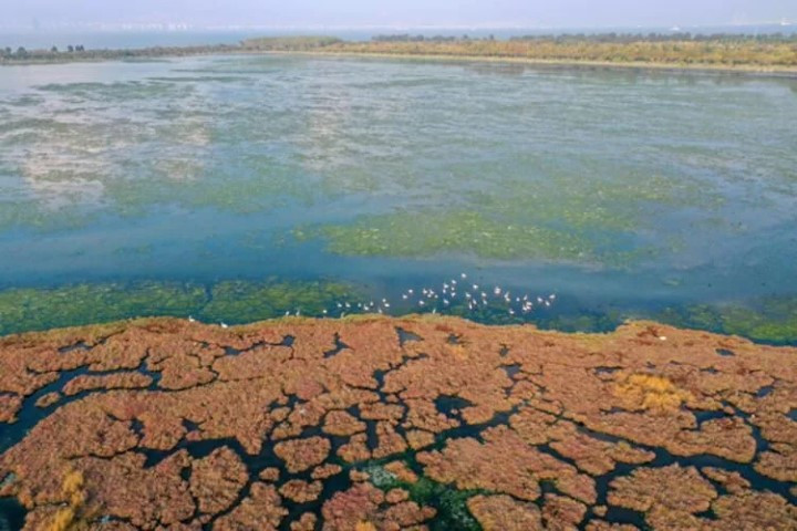 Ege kıyılarını tehdit ediyor mantar gibi yayılıyor - Resim : 3