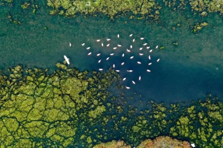 Ege kıyılarını tehdit ediyor mantar gibi yayılıyor - Resim : 4