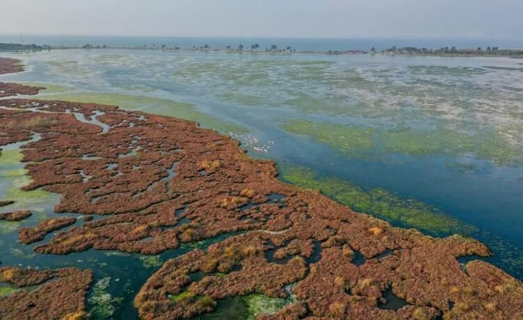 Ege kıyılarını tehdit ediyor mantar gibi yayılıyor - Resim : 6