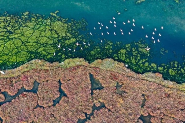 Ege kıyılarını tehdit ediyor mantar gibi yayılıyor - Resim : 8