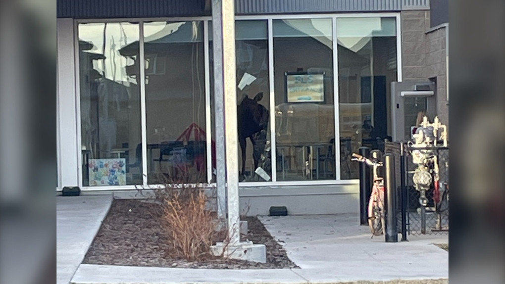 Camı parçalayan geyik sınıfa girdi - Resim : 1