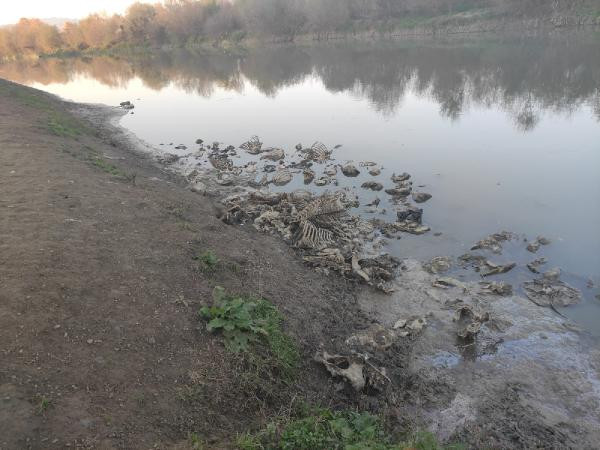 Baba oğlu 20 atı kesip piyasaya sürmüş - Resim : 5