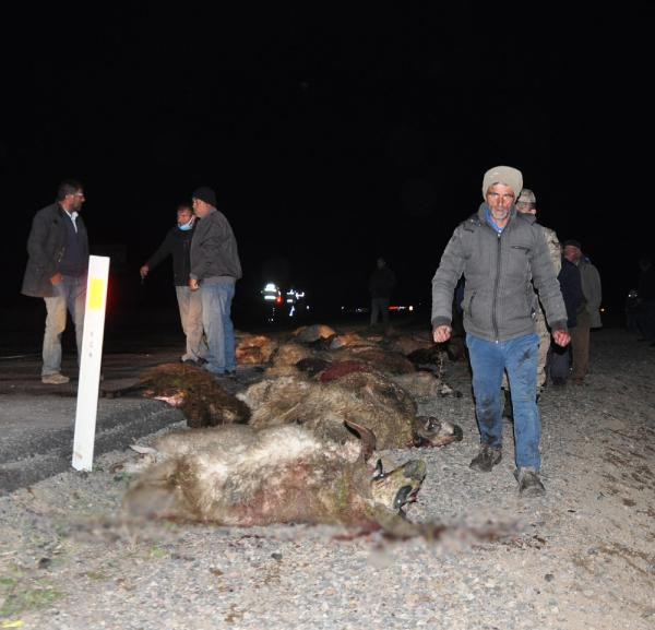 Minibüs koyun sürüsüne daldı: 34 koyun öldü - Resim : 1