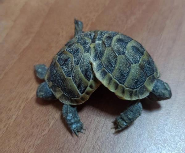 Pamukkale'de bulunan çift başlı kaplumbağa şaşkınlık yarattı - Resim : 1