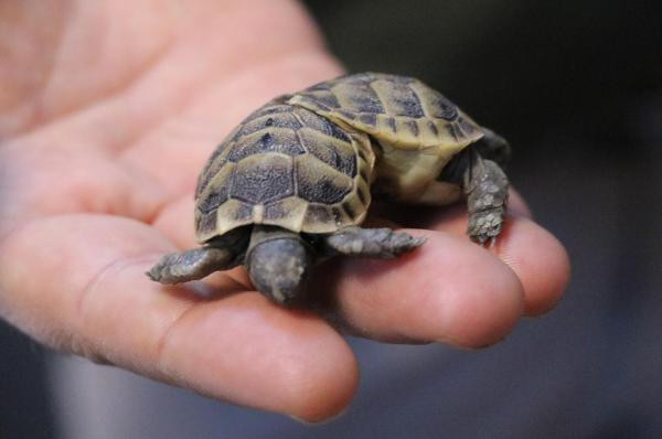 Turist buldu koruma altına alındı - Resim : 2